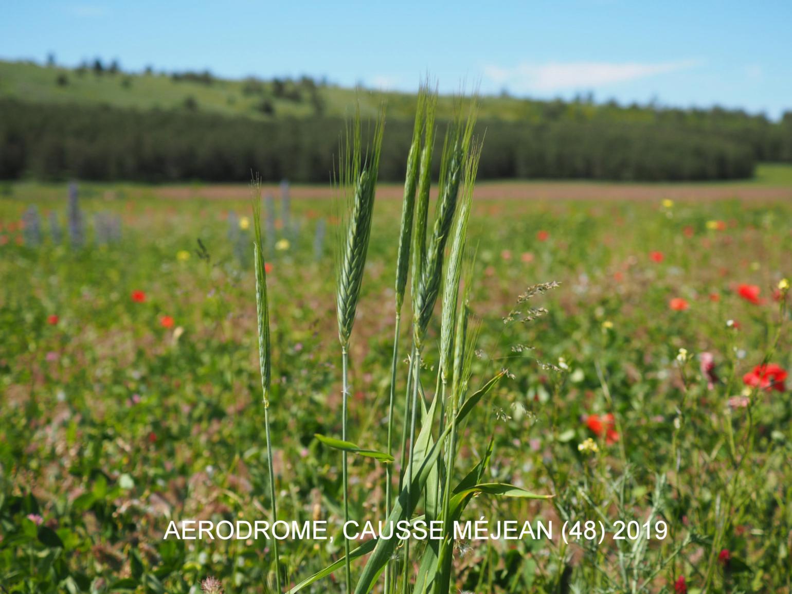 Triticale